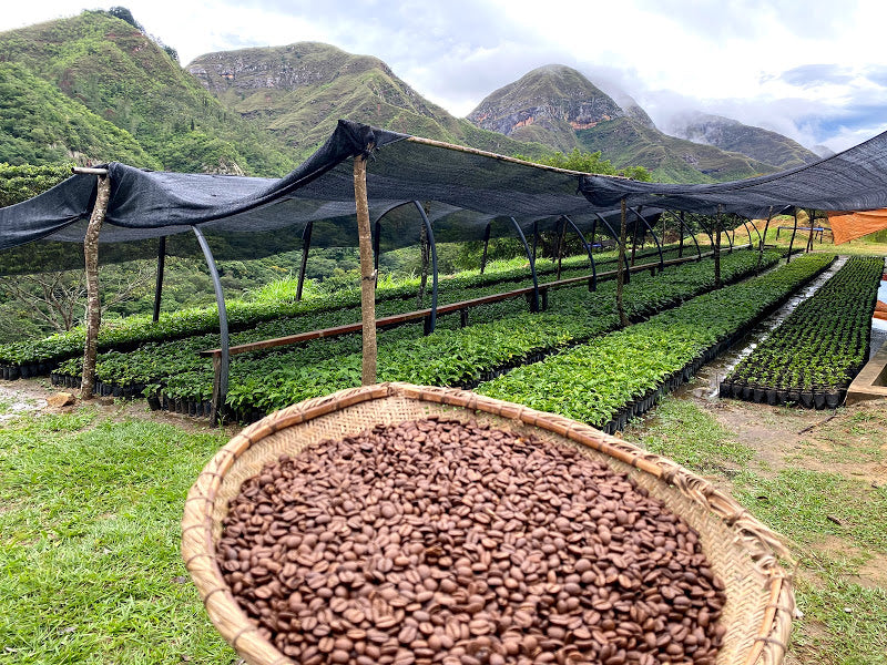 Organic Coffee Roaster in Texas