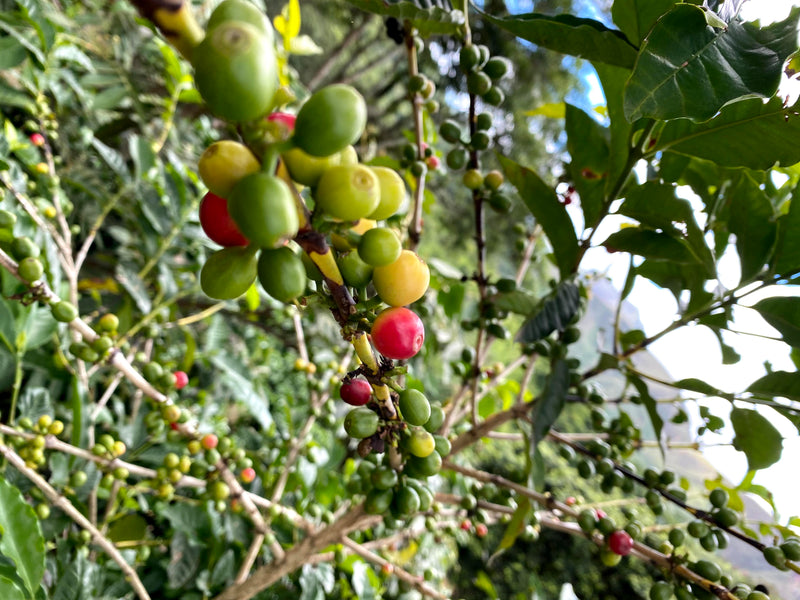 From Our Cuevas Farm To Your Cup: The Coffee Journey
