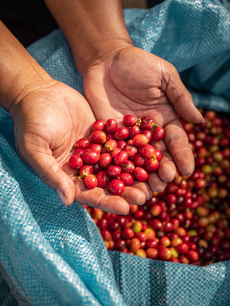 The Essential Guide To Arabica Coffee
