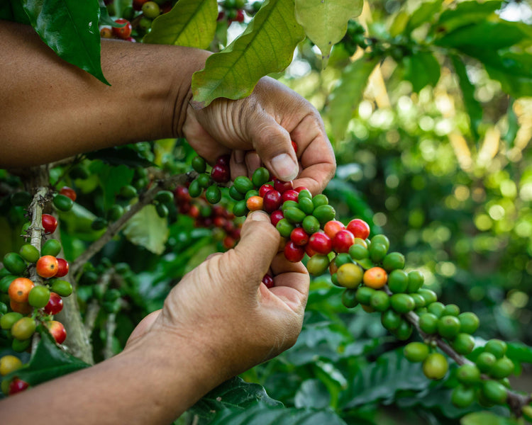 Guatemala: The Perfect Region for Coffee