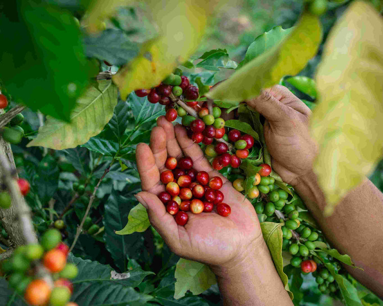 All There is To Know About Single Origin Coffee