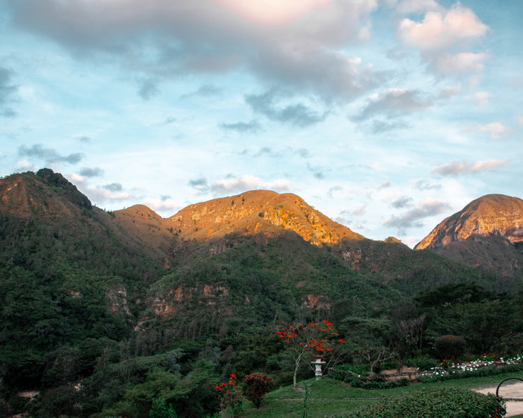 The Importance of Coffee Sustainability
